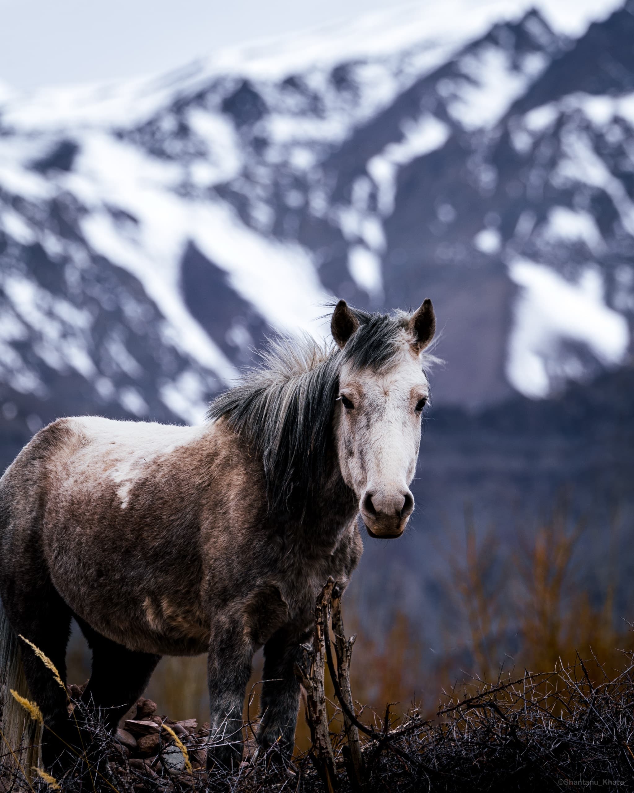 Travel photography — a mountain horse against snow-covered Himalayan slopes, Ladakh.